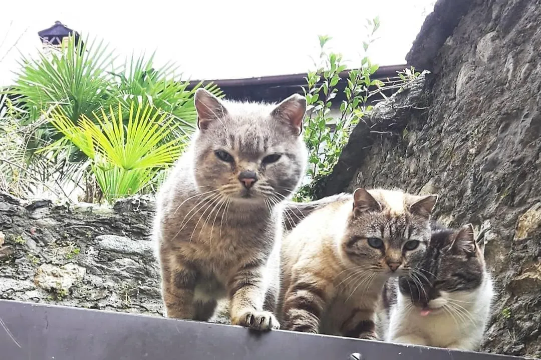 House Of Cats Apartment Domaso