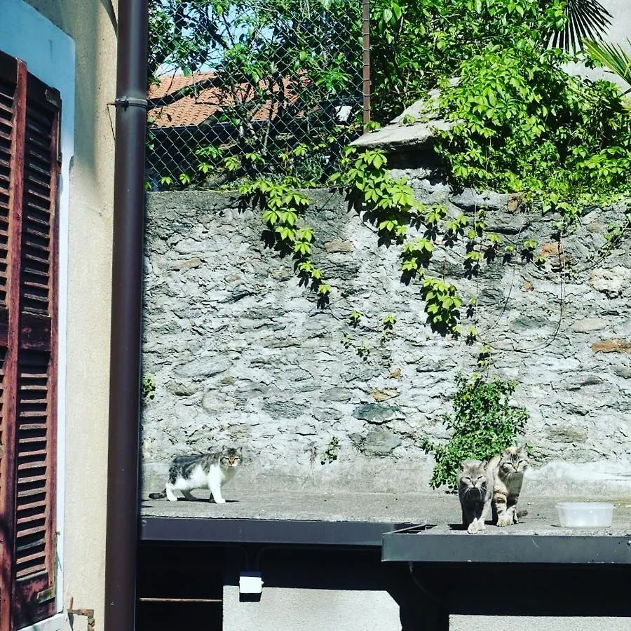 House Of Cats Apartment Domaso