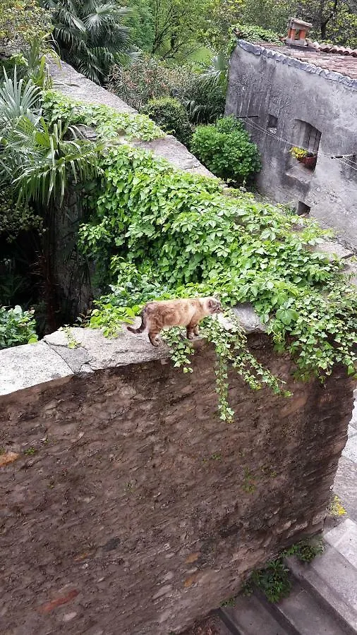 House Of Cats Apartment Domaso Italy